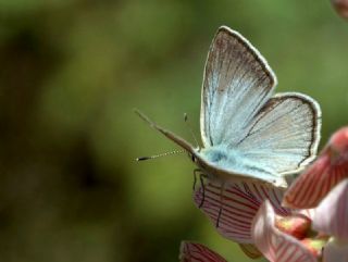 okgzl Carbonell Mavisi (Polyommatus lycius)