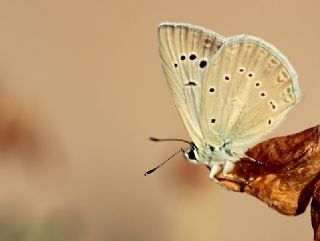 Hopfer