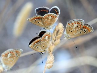 Anadolu okgzls (Polyommatus hyacinthus)