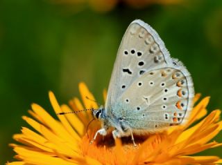 okgzl Kk Turan Mavisi (Polyommatus cornelius)