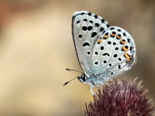 Bavius Mavisi (Pseudophilotes bavius)