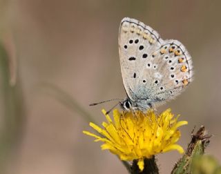 okgzl Balkan Mavisi (Aricia anteros )