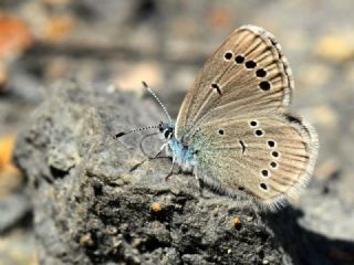 Anadolu Karagz Mavisi (Glaucopsyche astraea)