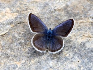 Anadolu Karagz Mavisi (Glaucopsyche astraea)