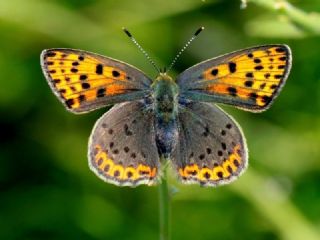 sli Bakr Gzeli (Lycaena tityrus)