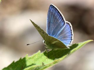 okgzl Attalos Mavisi (Polyommatus schuriani attalaensis)