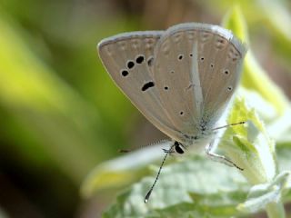 okgzl Attalos Mavisi (Polyommatus schuriani attalaensis)