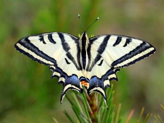 Kaplan Krlangkuyruk (Papilio alexanor)