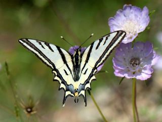 Kaplan Krlangkuyruk (Papilio alexanor)