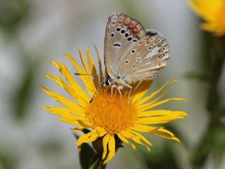 Anadolu okgzls (Polyommatus hyacinthus)