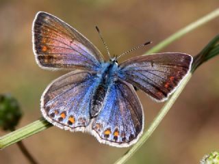 okgzl Mavi (Polyommatus icarus)