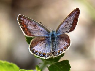 okgzl Mavi (Polyommatus icarus)