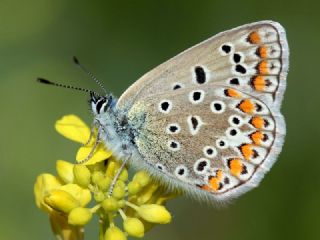 okgzl Mavi (Polyommatus icarus)