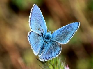 okgzl Gk Mavisi (Polyommatus bellargus)