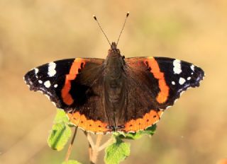 Atalanta (Vanessa atalanta)