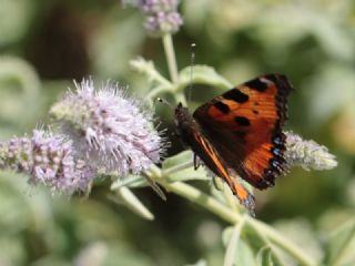 Aglais (Aglais urticae)