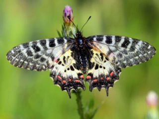 Orman Fistosu (Zerynthia cerisyi)