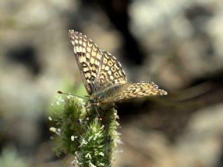 parhan (Melitaea cinxia)