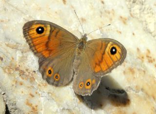Esmerboncuk (Lasiommata maera)