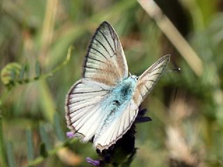 okgzl Anadolu Beyaz (Polyommatus menalcas)