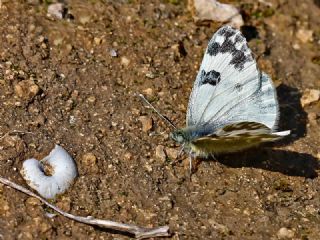 Yeni Beneklimelek (Pontia edusa)