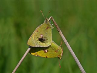 Sar Azamet (Colias croceus)