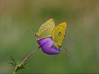 Sar Azamet (Colias croceus)
