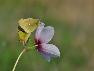 Sar Azamet (Colias croceus)