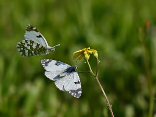 Da Oykls (Euchloe ausonia)