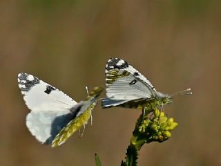 Da Oykls (Euchloe ausonia)