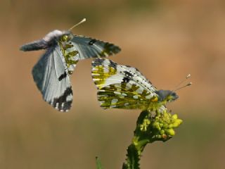 Da Oykls (Euchloe ausonia)