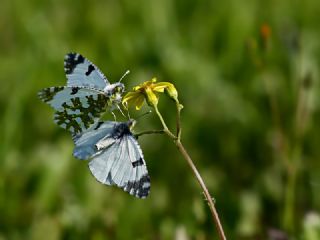 Da Oykls (Euchloe ausonia)