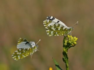 Da Oykls (Euchloe ausonia)