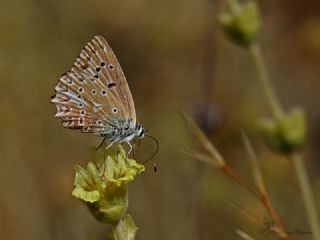 okgzl Dafnis (Polyommatus daphnis)