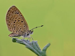 Karsandra (Zizeeria karsandra)