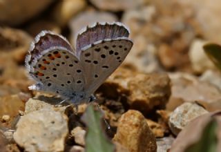 Himalaya Mavisi (Pseudophilotes vicrama)