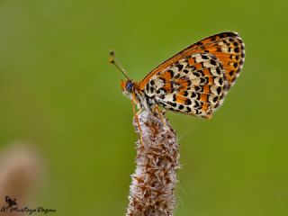 Gzel parhan (Melitaea trivia)