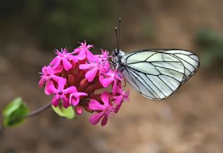 Al Beyaz (Aporia crataegi)