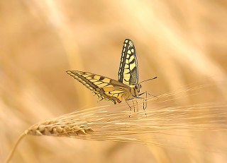 Krlangkuyruk (Papilio machaon)