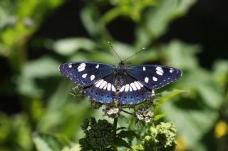 Akdeniz Hanmeli Kelebei (Limenitis reducta)