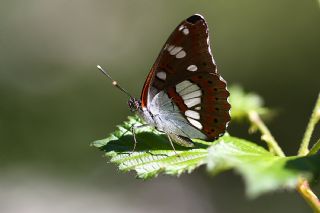 Akdeniz Hanmeli Kelebei (Limenitis reducta)