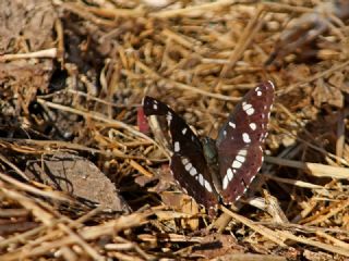 Akdeniz Hanmeli Kelebei (Limenitis reducta)