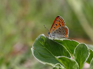 Kk Ate Gzeli (Lycaena thersamon)