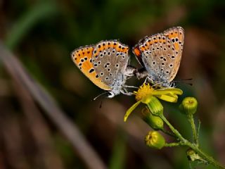 Kk Ate Gzeli (Lycaena thersamon)