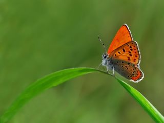 Kk Ate Gzeli (Lycaena thersamon)