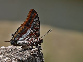 ift Kuyruklu Paa (Charaxes jasius )