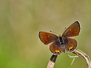 Mcevher Kelebei (Chilades trochylus)