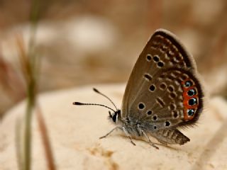 Mcevher Kelebei (Chilades trochylus)