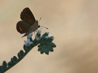 Mcevher Kelebei (Chilades trochylus)