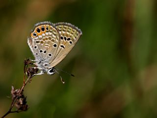 Mcevher Kelebei (Chilades trochylus)